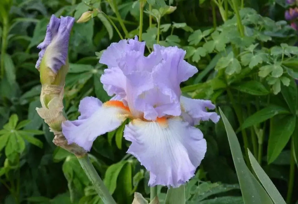 Tall Bearded Iris, ‘Oui Madame’ ,BAREROOT - Caribbean garden seed
