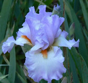 Tall Bearded Iris, ‘Oui Madame’ ,BAREROOT - Caribbean garden seed