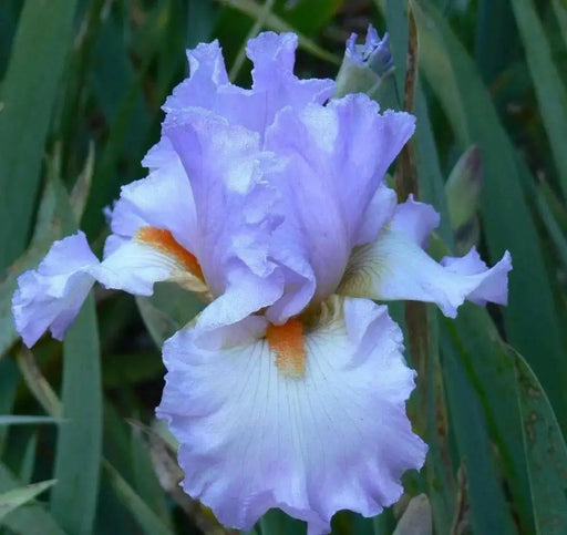 Tall Bearded Iris, ‘Oui Madame’ ,BAREROOT - Caribbean garden seed