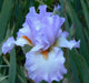 Tall Bearded Iris, ‘Oui Madame’ ,BAREROOT - Caribbean garden seed