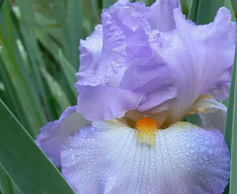 Tall Bearded Iris, ‘Oui Madame’ ,BAREROOT - Caribbean garden seed