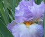 Tall Bearded Iris, ‘Oui Madame’ ,BAREROOT - Caribbean garden seed