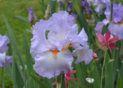 Tall Bearded Iris, ‘Oui Madame’ ,BAREROOT - Caribbean garden seed