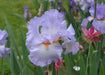 Tall Bearded Iris, ‘Oui Madame’ ,BAREROOT - Caribbean garden seed