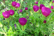 Tall Poppy Mallow,Callirhoe leiopcarpa, Wildflower Seeds - Great For Rock gardens, borders, wooden barrels, hanging baskets, meadows. - Caribbean garden seed