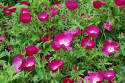 Tall Poppy Mallow,Callirhoe leiopcarpa, Wildflower Seeds - Great For Rock gardens, borders, wooden barrels, hanging baskets, meadows. - Caribbean garden seed