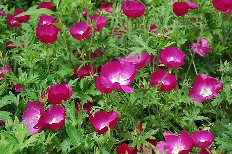 Tall Poppy Mallow,Callirhoe leiopcarpa, Wildflower Seeds - Great For Rock gardens, borders, wooden barrels, hanging baskets, meadows. - Caribbean garden seed