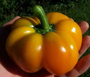 Tangerine Pimiento Pepper SEEDS (Capsicum annuum) - Caribbean garden seed