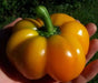 Tangerine Pimiento Pepper SEEDS (Capsicum annuum) - Caribbean garden seed
