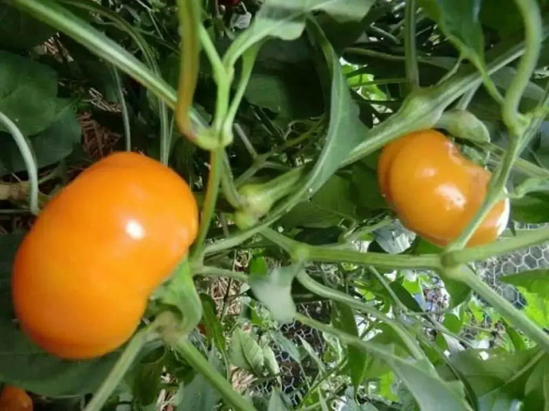 Tangerine Pimiento Pepper SEEDS (Capsicum annuum) - Caribbean garden seed