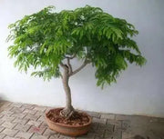 Tamarind SEEDs,TAMARINDUS INDICA,Sampalok,Indian Date  ! tropical Fruit ! - Caribbean garden seed