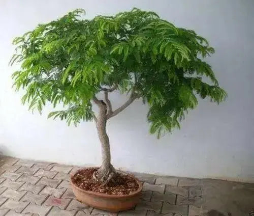 Tamarind SEEDs,TAMARINDUS INDICA,Sampalok,Indian Date  ! tropical Fruit ! - Caribbean garden seed