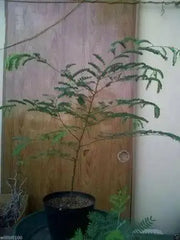 Tamarind SEEDs,TAMARINDUS INDICA,Sampalok,Indian Date  ! tropical Fruit ! - Caribbean garden seed