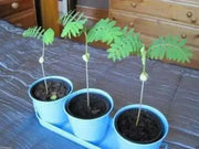 Tamarind SEEDs,TAMARINDUS INDICA,Sampalok,Indian Date  ! tropical Fruit ! - Caribbean garden seed