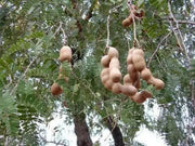 Tamarind SEEDs,TAMARINDUS INDICA,Sampalok,Indian Date  ! tropical Fruit ! - Caribbean garden seed