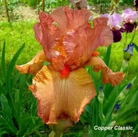 Tall Bearded Iris Iris Copper Classic'), Perennial Bareroot Plant - Caribbean garden seed