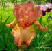 Tall Bearded Iris Iris Copper Classic'), Perennial Bareroot Plant - Caribbean garden seed