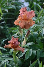 Tall Bearded Iris Iris Copper Classic'), Perennial Bareroot Plant - Caribbean garden seed