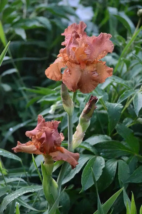 Tall Bearded Iris Iris Copper Classic'), Perennial Bareroot Plant - Caribbean garden seed