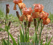 Tall Bearded Iris Iris Copper Classic'), Perennial Bareroot Plant - Caribbean garden seed