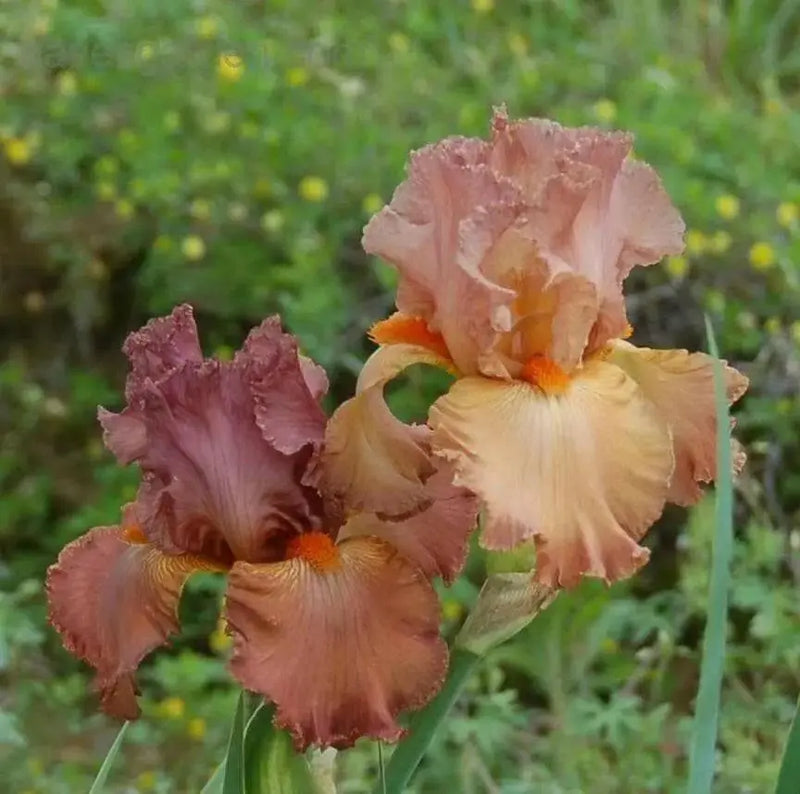 Tall Bearded Iris Iris Copper Classic'), Perennial Bareroot Plant - Caribbean garden seed