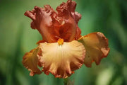Tall Bearded Iris Iris Copper Classic'), Perennial Bareroot Plant - Caribbean garden seed