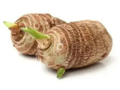 TARO ROOT bulbs ,JAMAICAN COCO, CARIBBEAN  products for growing - Caribbean garden seed