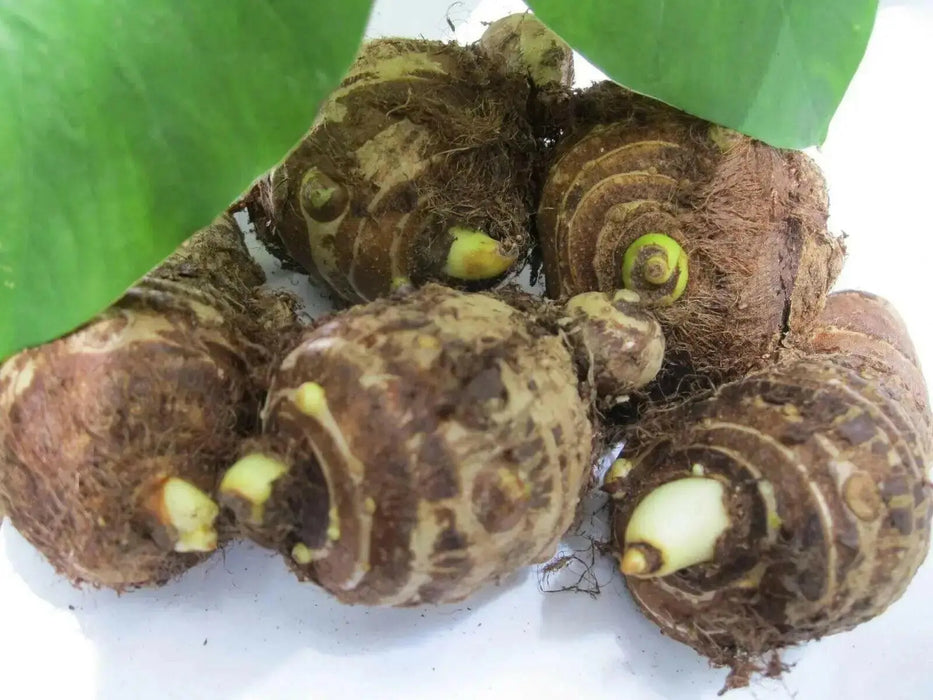 TARO ROOT bulbs ,JAMAICAN COCO, CARIBBEAN  products for growing - Caribbean garden seed