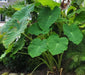 TARO ROOT bulbs ,JAMAICAN COCO, CARIBBEAN  products for growing - Caribbean garden seed