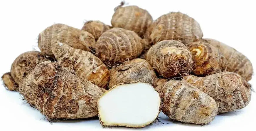 TARO ROOT ,JAMAICAN COCO,CARIBBEAN FRESH produce - Caribbean garden seed