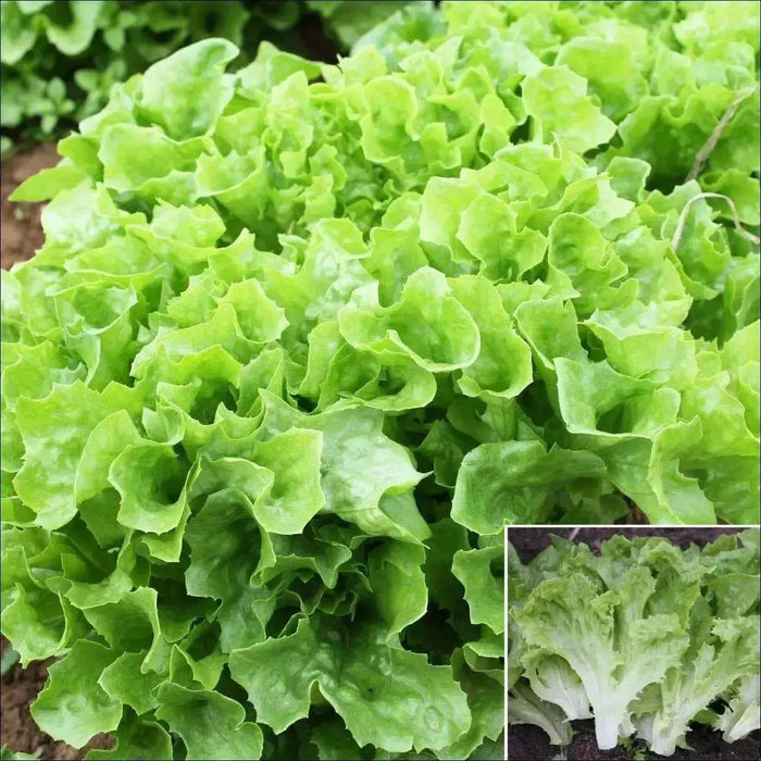 Tango Green, Leaf Lettuce Seeds, Annual Vegetable - Caribbean garden seed