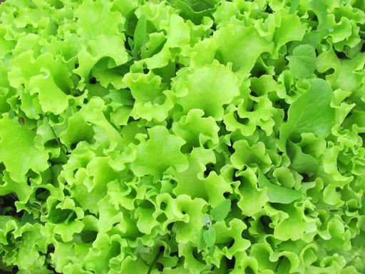 Tango Green, Leaf Lettuce Seeds, Annual Vegetable - Caribbean garden seed
