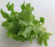 Tango Green, Leaf Lettuce Seeds, Annual Vegetable - Caribbean garden seed