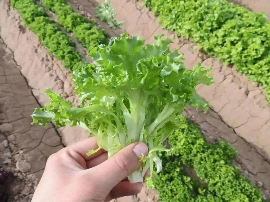 Tango Green, Leaf Lettuce Seeds, Annual Vegetable - Caribbean garden seed