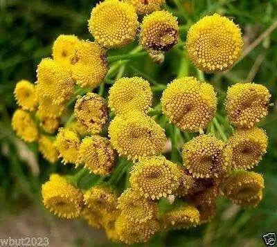 TANSY SEEDS~Chrysanthemum Vulgare-PERENNIAL HERB - Caribbean garden seed