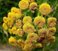 TANSY SEEDS~Chrysanthemum Vulgare-PERENNIAL HERB - Caribbean garden seed