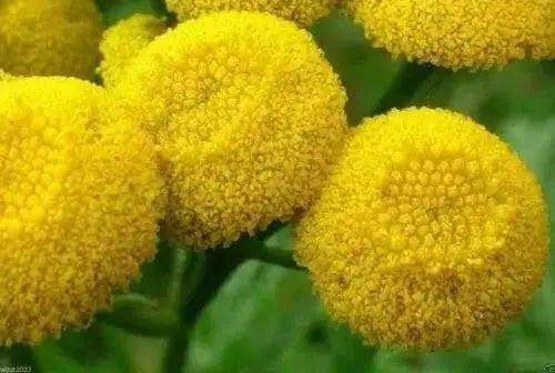 TANSY SEEDS~Chrysanthemum Vulgare-PERENNIAL HERB - Caribbean garden seed