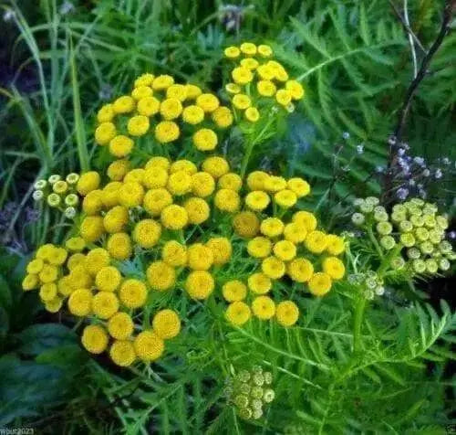 TANSY SEEDS~Chrysanthemum Vulgare-PERENNIAL HERB - Caribbean garden seed