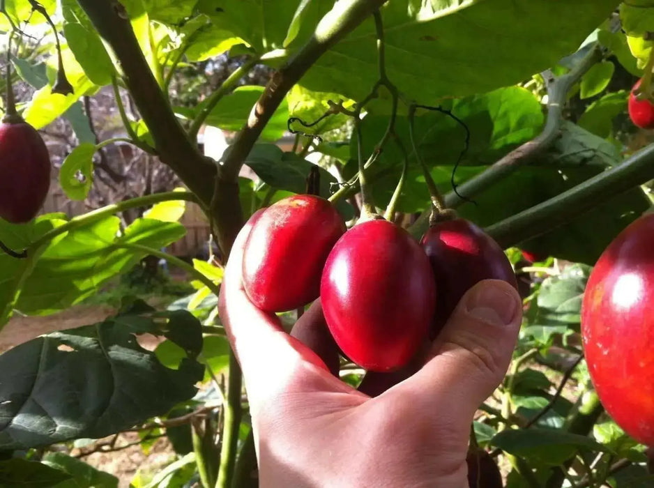 Tamarillo Seeds ,FRUIT TREE, PERENNIAL - Caribbean garden seed