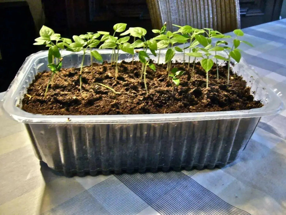 Tamarillo Seeds ,FRUIT TREE, PERENNIAL - Caribbean garden seed