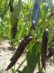 Tasmanian Black Hot Pepper ,Capsicum annuum, HOT - Caribbean garden seed