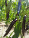 Tasmanian Black Hot Pepper ,Capsicum annuum, HOT - Caribbean garden seed
