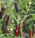 Tasmanian Black Hot Pepper ,Capsicum annuum, HOT - Caribbean garden seed