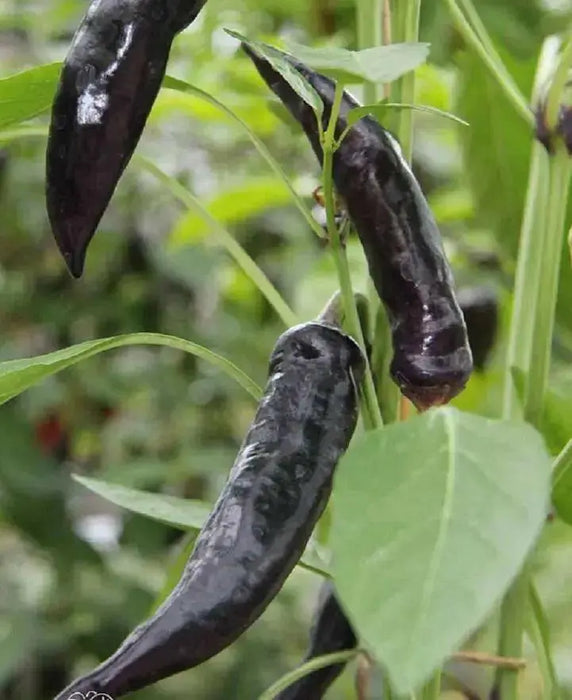 Tasmanian Black Hot Pepper ,Capsicum annuum, HOT - Caribbean garden seed