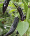Tasmanian Black Hot Pepper ,Capsicum annuum, HOT - Caribbean garden seed