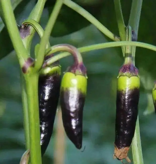Tasmanian Black Hot Pepper ,Capsicum annuum, HOT - Caribbean garden seed