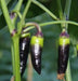 Tasmanian Black Hot Pepper ,Capsicum annuum, HOT - Caribbean garden seed