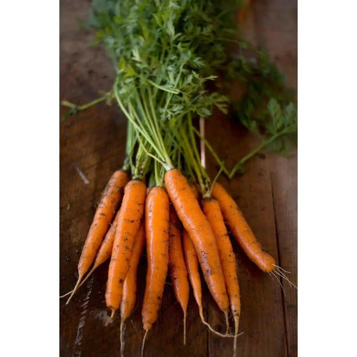 Tendensweet Carrot Seeds, Biannual Vegetable, - Caribbean garden seed