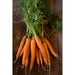 Tendensweet Carrot Seeds, Biannual Vegetable, - Caribbean garden seed