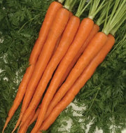 Tendensweet Carrot Seeds, Biannual Vegetable, - Caribbean garden seed